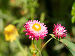 Fototapeta premium Garten-Strohblumen oder Goldstrohblumen (Xerochrysum bracteatum)