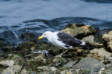 Kelp Gull (Larus dominicanus) in Ushuaia area, Land of Fire (Tierra del Fuego), Argentina