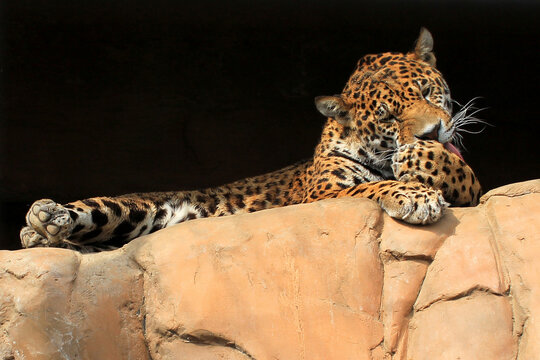 lepard in the zoo is washing