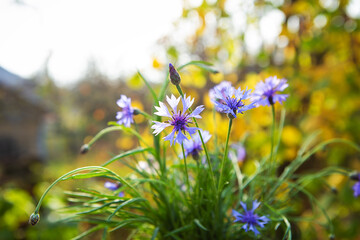 Bouquet of blue cornflowers in the open air. Beautiful and bright autumn.