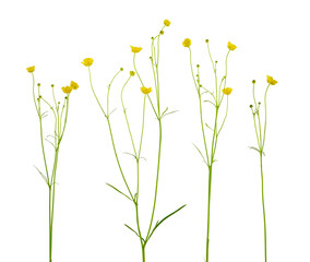 Ranunculus Bulbosus Medicinal Plant Flower. Also Known as St. Anthony's Turnip, or Bulbous Buttercup. Isolated on White Background.