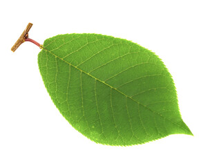 Prunus Padus Medicinal Plant Leaf. Also Known as Bird Cherry, Hackberry, Hagberry, or Mayday Tree. Isolated on White Background.