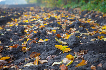 Fallen orange leaves lie on the black earth.