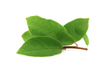 Closeup on Prunus Padus Medicinal Plant Branch with Leafs. Also Known as Bird Cherry, Hackberry, Hagberry, or Mayday Tree. Isolated on White Background.