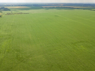 Aerial drone view. Green corn field in Ukraine.