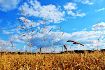 Kłosy pszenicy na polu. Pochmurne błękitne niebo.