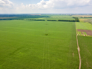 Power line through a corn field in Ukraine. Aerial drone view.