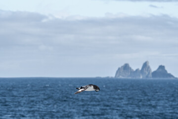 Cape Petrel (Daption capense) in South Atlantic Ocean, Southern Ocean, Antarctica