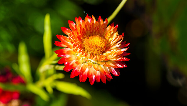Nahaufnahme und Detailansicht von Garten-Strohblume oder Goldstrohblume (Xerochrysum bracteatum)