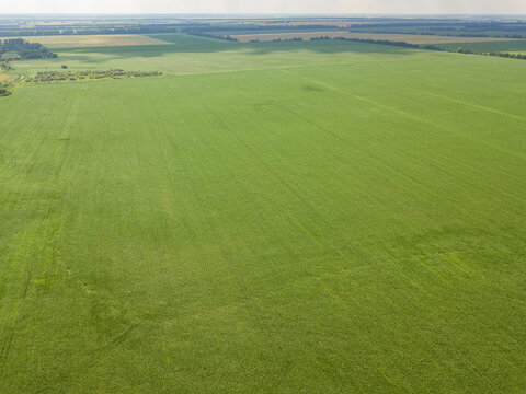 Aerial drone view. Green corn field in Ukraine.