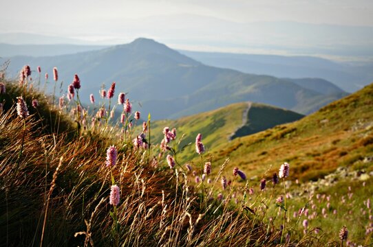 Rdest wężownik, Kwitnąca łąka na zboczach Rohaczy, Tatry Zachodnie