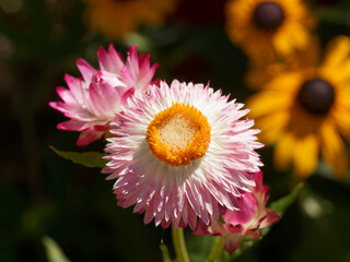 Obraz premium Xerochrysum bracteatum | Garten-Strohblume, spitz und grün Blatter, schwach behaart an der Unterseite, Hüllblätter und Blüten goldgelb, orange, rot, violett, rosa oder weiß