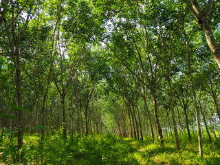Fototapeta na wymiar Orderly planted rubber tree plantations