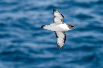 Cape Petrel (Daption capense) in South Atlantic Ocean, Southern Ocean, Antarctica