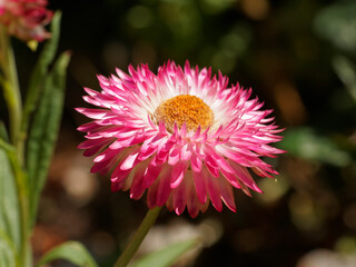 Obraz premium Nahaufnahme und Detailansicht von Garten-Strohblume oder Goldstrohblume (Xerochrysum bracteatum)