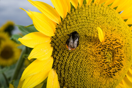Une fleur de tournesol et un bourdon