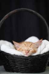 Kittens playing with flowers and sleeping in a basket