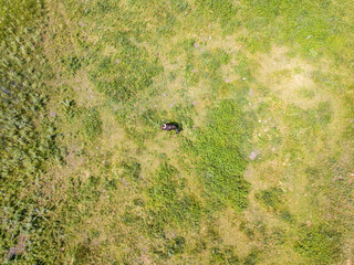 Aerial drone view. Cow in the Ukrainian meadow.