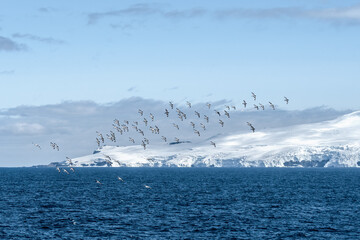 Cape Petrel (Daption capense) in South Atlantic Ocean, Southern Ocean, Antarctica