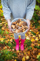 A young girl with a basket of mushrooms is standing in pink rubber boots. Focus on mushroom basket