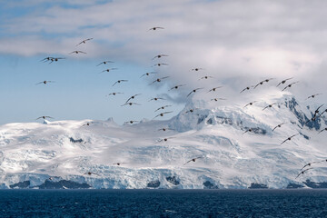 Cape Petrel (Daption capense) in South Atlantic Ocean, Southern Ocean, Antarctica