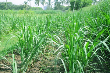 green wheat field and Guinea grass, Tanganyika grass, buffalo grass and cow grass
