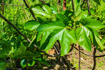 Young spring leaves of Ficus carica on a blurred background of greenery of garden. Selective focus, nature concept for design. There is place for text.