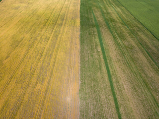 Fields of ripening wheat and corn in Ukraine. Aerial drone view.