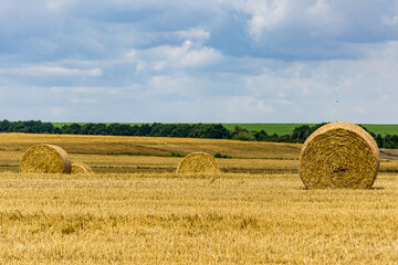 Fototapeta premium Endless field after harvesting wheat on blurry yellow background in evening at sunset. Huge round bales of yellow straw roll across field. Nature concept for design. Space, tranquility and relaxation.