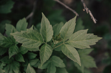 close up of a green leaves