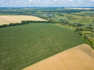 Fields of ripening wheat and corn in Ukraine. Aerial drone view.