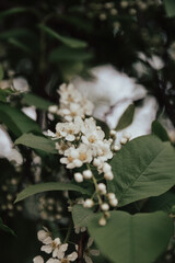 apple tree flowers