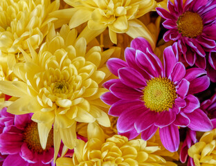 yellow and violet chrysanthemum flowers, natural colorful background