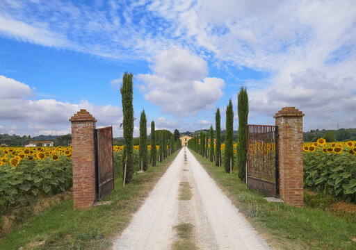 cancello aperto su una strada che porta ad una villa di campagna in toscana