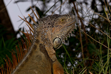 Closeup portrait of iguana in Florida