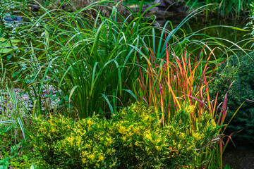 Obraz premium Magical garden pond with blooming water lilies and lotuses. In foreground are evergreen junipers and unique plants. Evergreens on opposite side are reflected in water. Atmosphere of calm and happiness