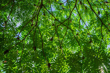 Sky through green carved leaves on branches of the tree Rhus typhina (Staghorn sumac, Anacardiaceae). Bright green leaves on flexible branches of sumac in landscaped garden. Calm and relaxation.
