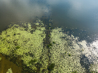 One fisherman in the water among water lilies. Aerial drone view.