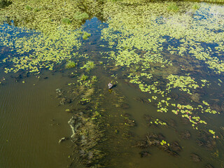 One fisherman in the water among water lilies. Aerial drone view.