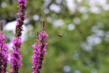 Bee approaching a loosestrife flower against a green trees in the background