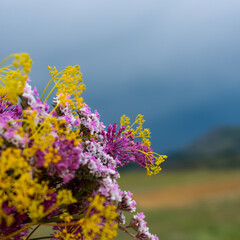 Bouquet of yellow and purple flowers on a natural background.