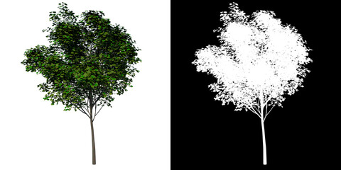 Front view tree (Young Real Maple 2) white background alpha png 3D Rendering Ilustracion 3D