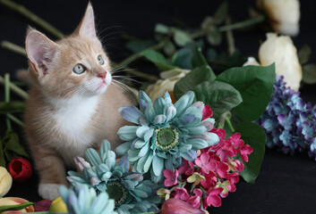 Kittens playing with flowers and sleeping in a basket