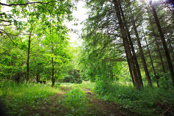 Beautiful green forest in summer.