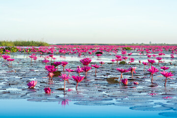 Red lotus lake at sunrise in the morning time.Udon-thani Thailand.