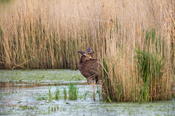 Młody jeleń stoi w wodzie © PeterG
