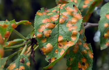 Polystygmosis. Fruit tree disease.