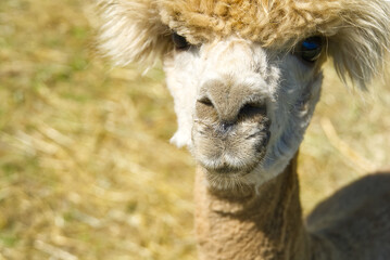 Obraz premium Close up portrait of a brown alpaca standing in the green summer meadow.