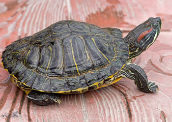 Naklejka premium An image of Red Eared Turtle