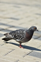 Bird dove walks along the embankment